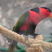 Black-capped Lory